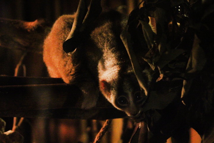 Javan slow loris (Nycticebus javanicus)