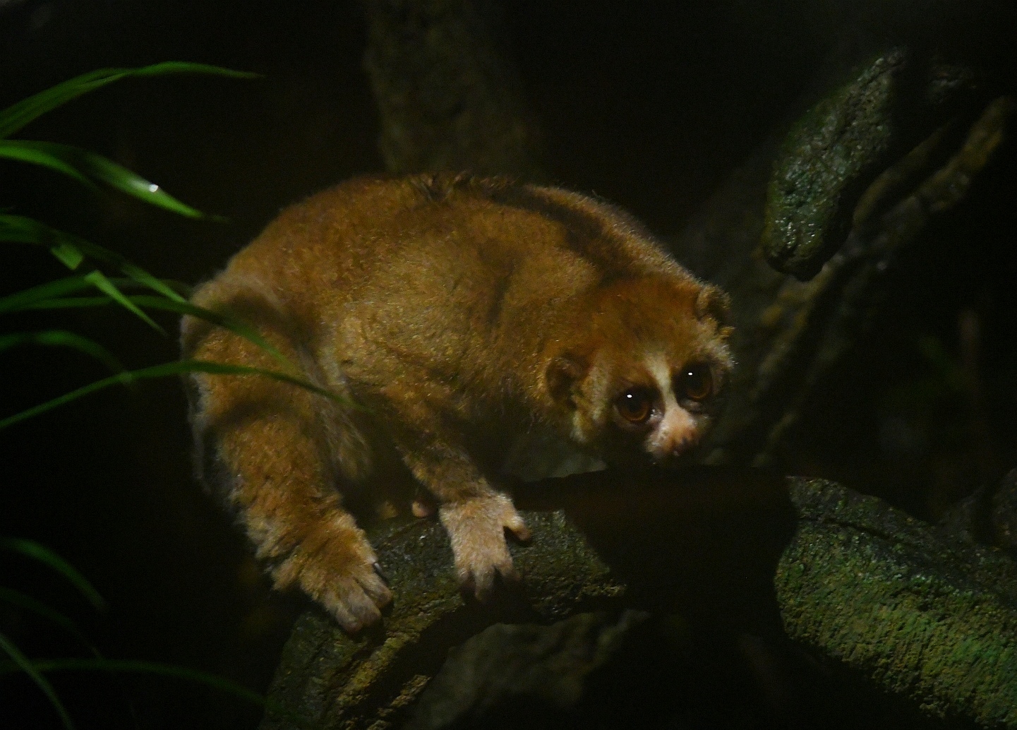 Javan Slow Loris