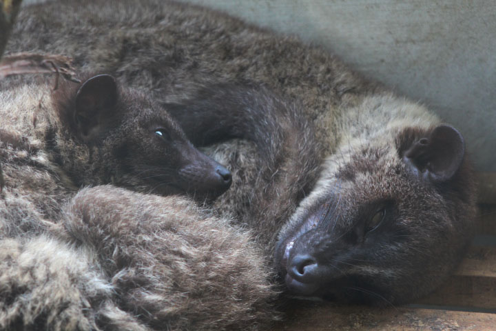 Javan small-toothed palm civet (Arctogalidia trivirgata trilineata) - Jogja Exotarium