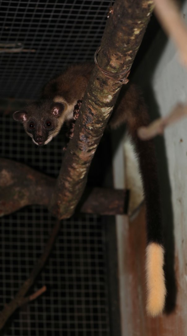 Javan Small-toothed Palm Civet (Arctogalidia trivirgata trilineata) morph