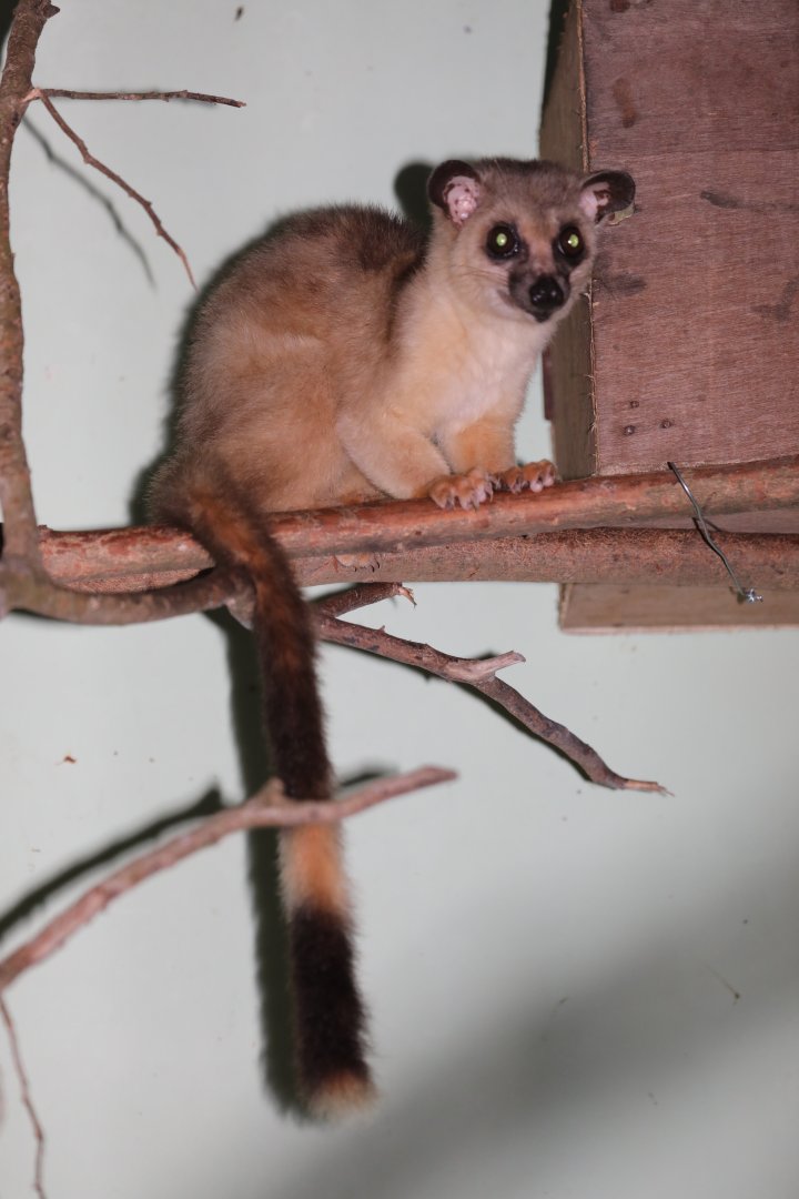 Javan Small-toothed Palm Civet (Arctogalidia (trivirgata) trilineata)