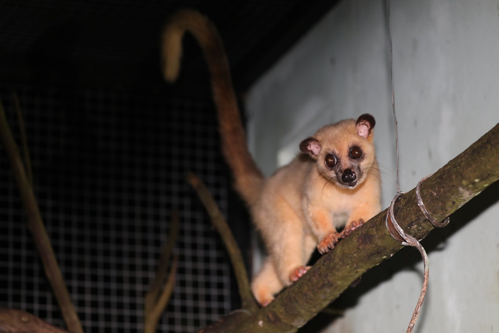 Javan Small-toothed Palm Civet (Arctogalidia (trivirgata) trilineata)