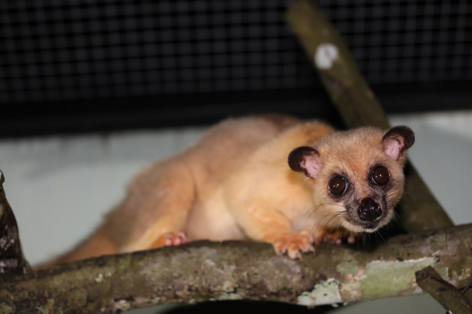 Javan Small-toothed Palm Civet (Arctogalidia (trivirgata) trilineata)