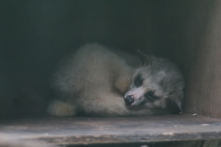 Javan small-toothed palm civet (Arctogalidia trivirgata trilineata)