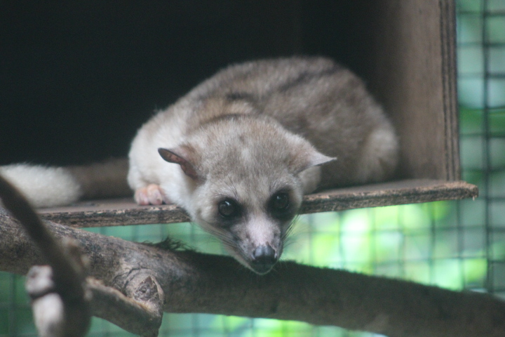 Javan small-toothed palm civet (Arctogalidia trivirgata trilineata)