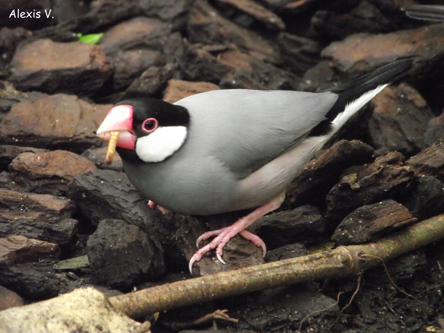 Javan Sparrow - Zooparc de Beauval - 04/2016
