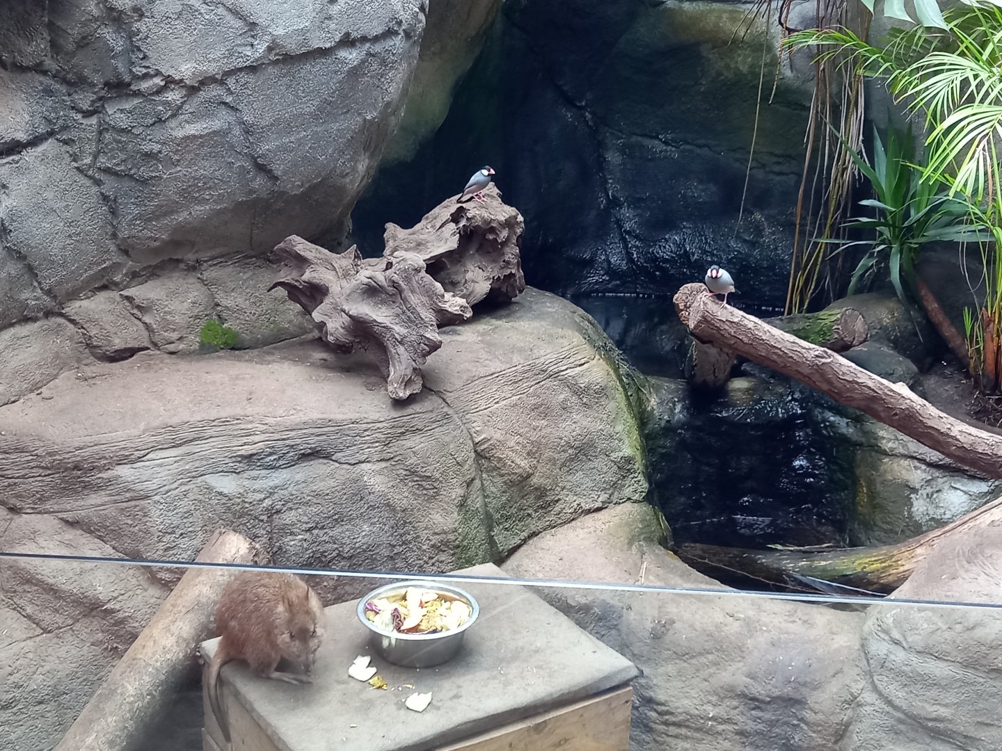 Javan Sparrows in the Potoroo Enclosure