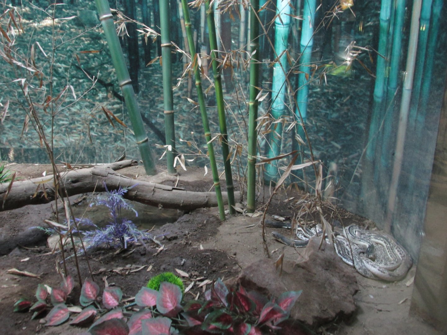 javan spitting cobra exhibit