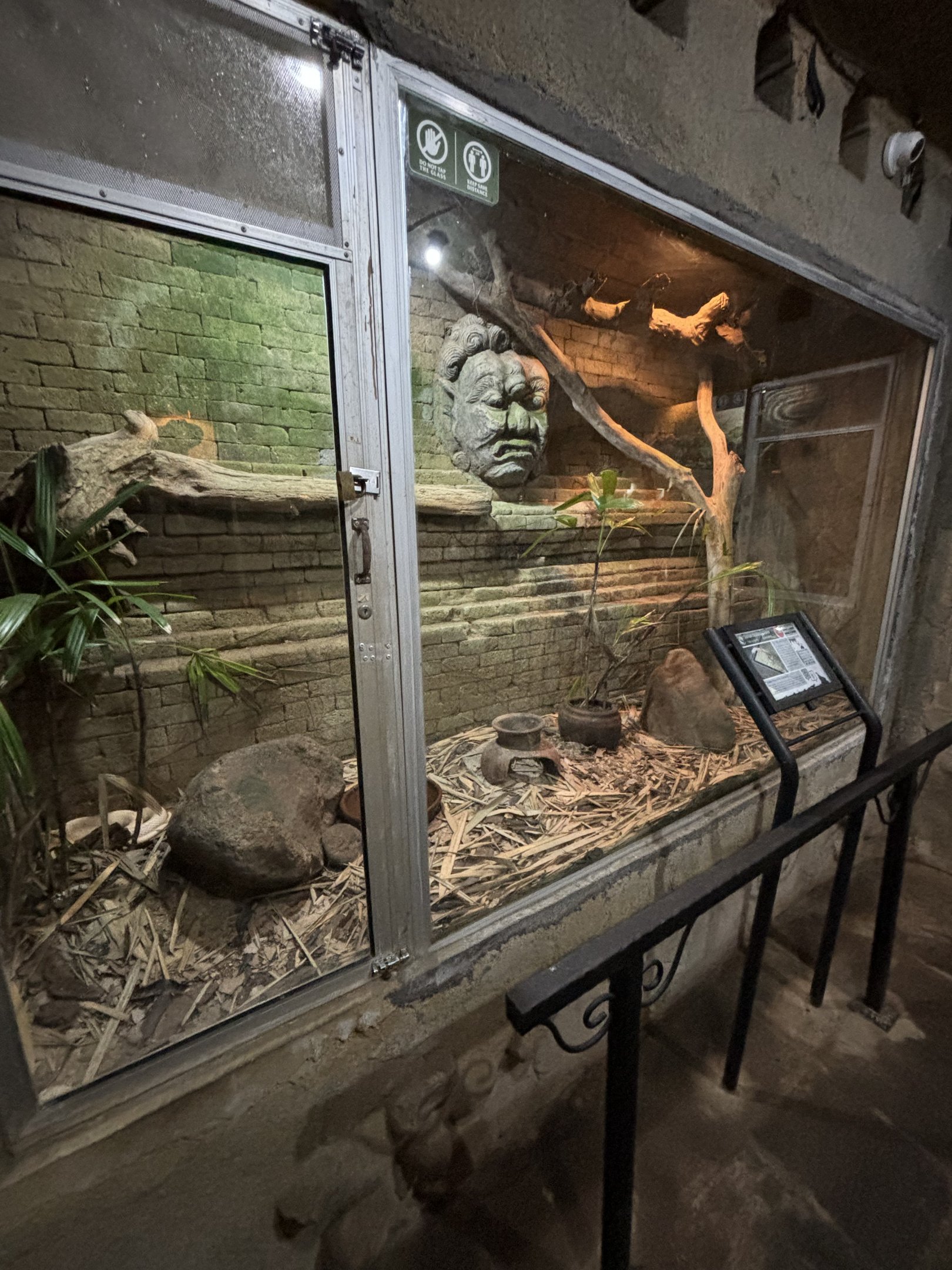 Javan Spitting Cobra Exhibit