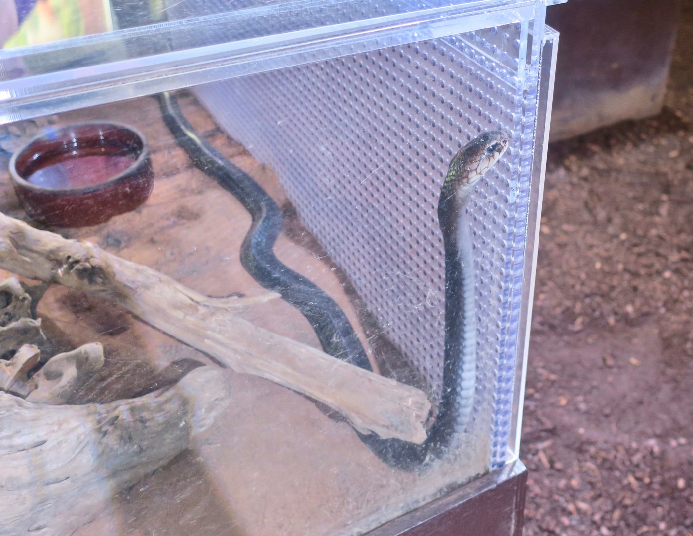 Javan Spitting Cobra (Naja sputatrix)