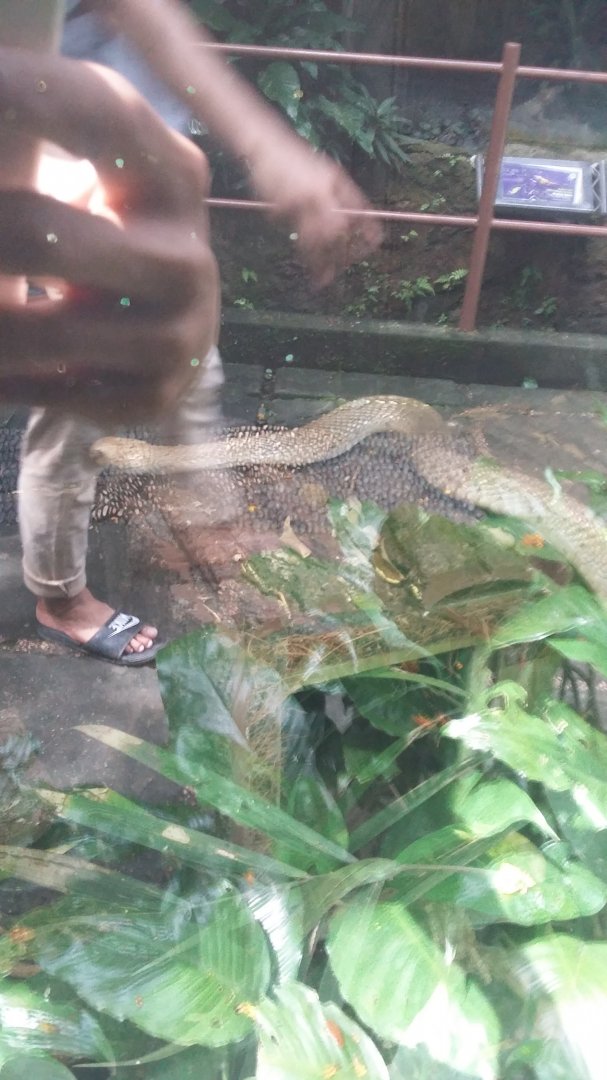 Javan spitting cobra (Naja sputatrix)