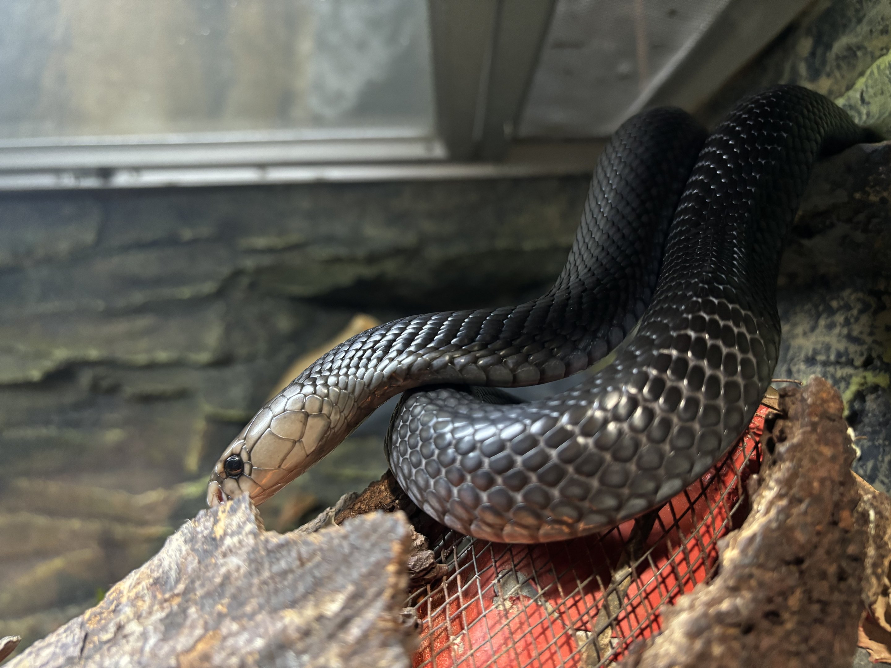 Javan Spitting Cobra - Reptile Tunnel