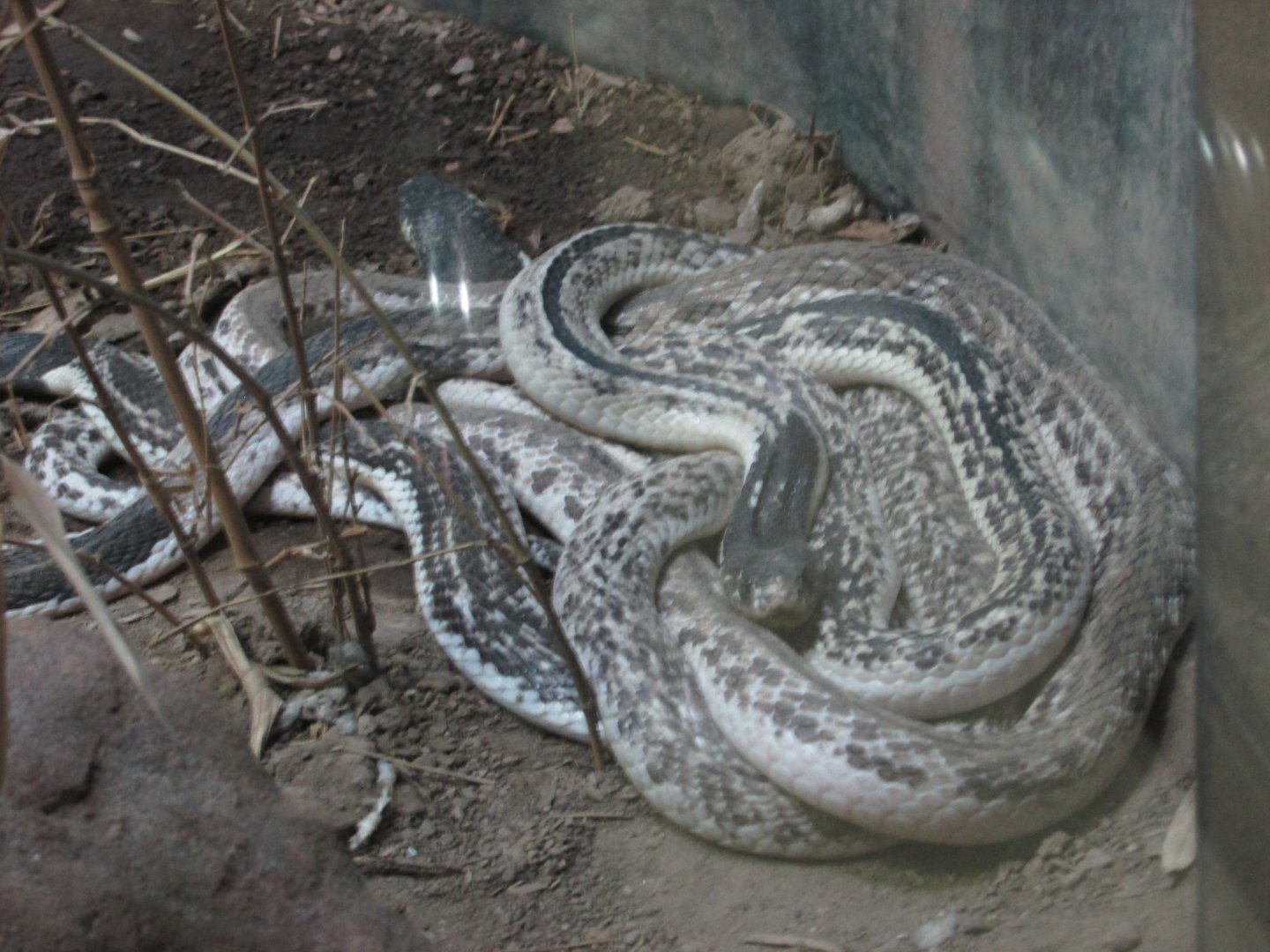 javan  spitting cobra