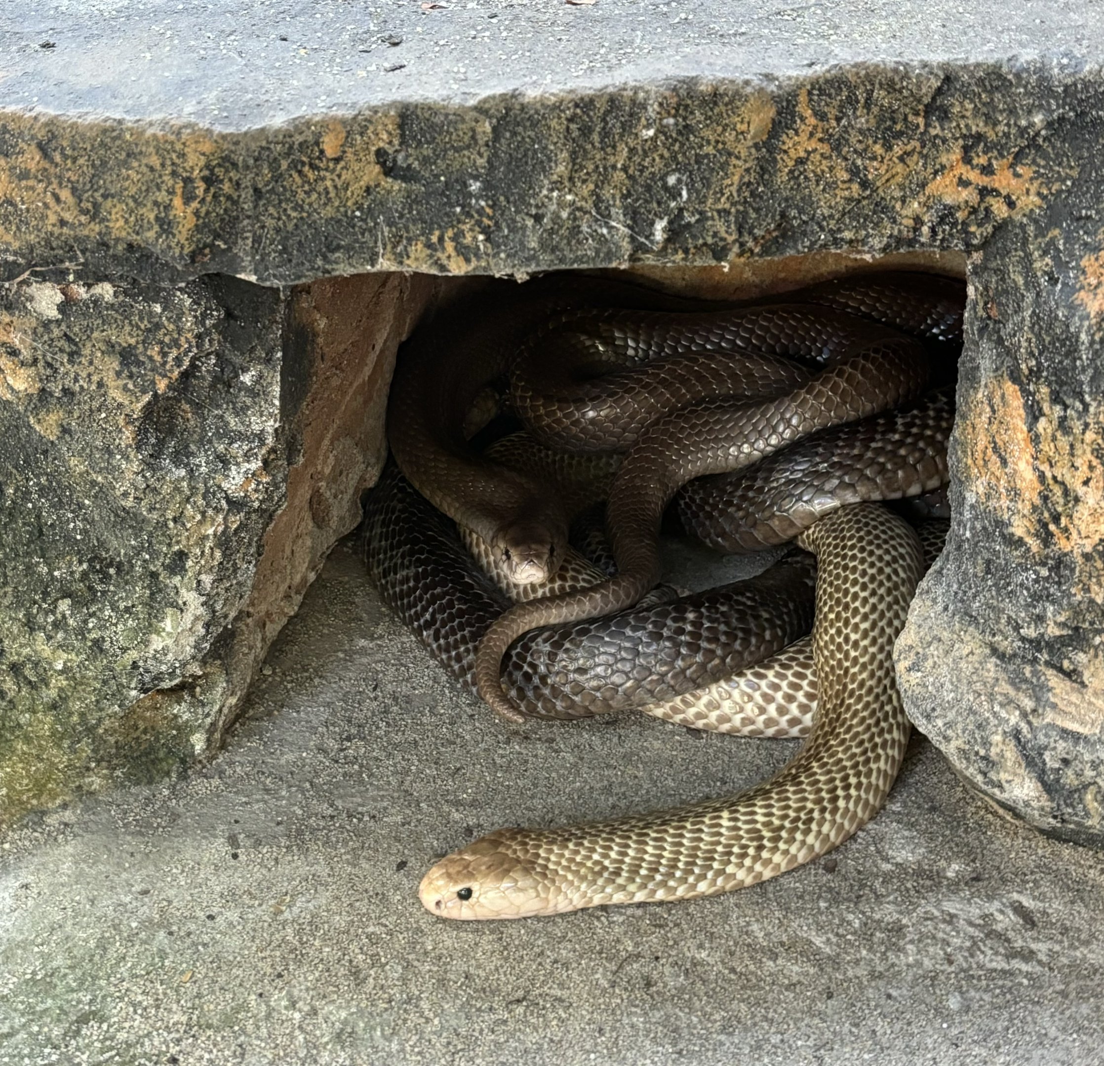 Javan Spitting Cobras