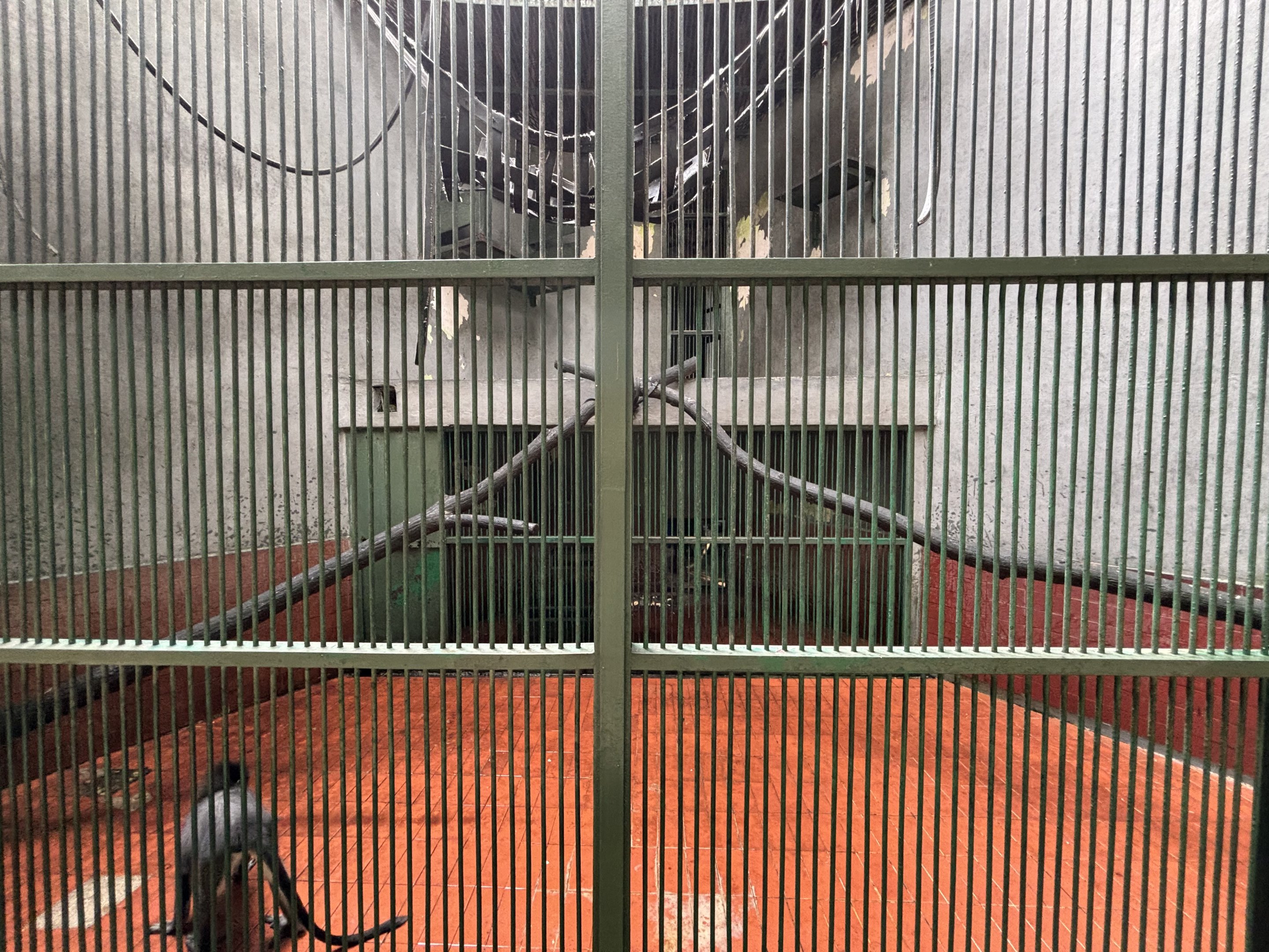 Javan Surili Exhibit #1