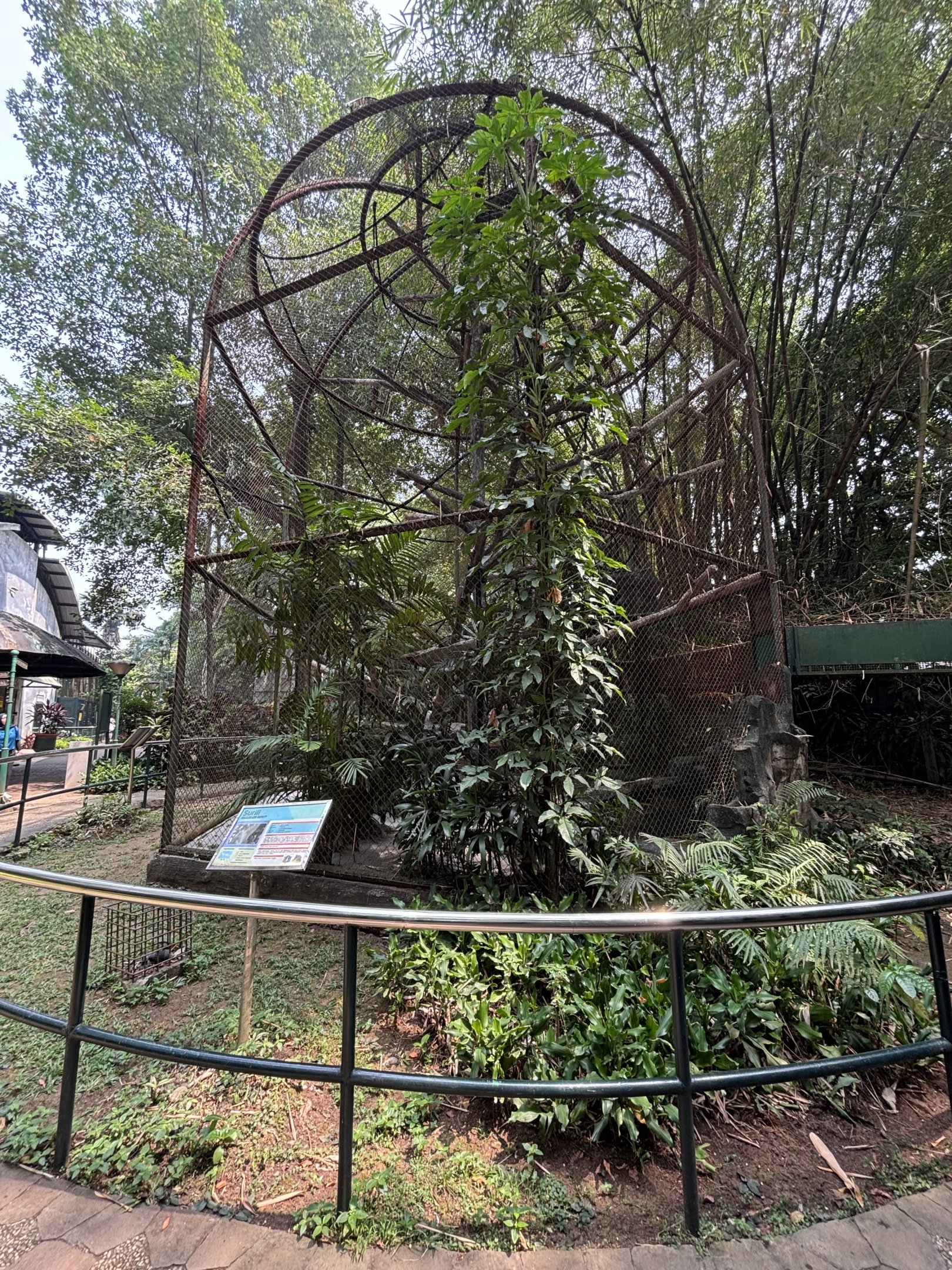 Javan Surili Exhibit #2