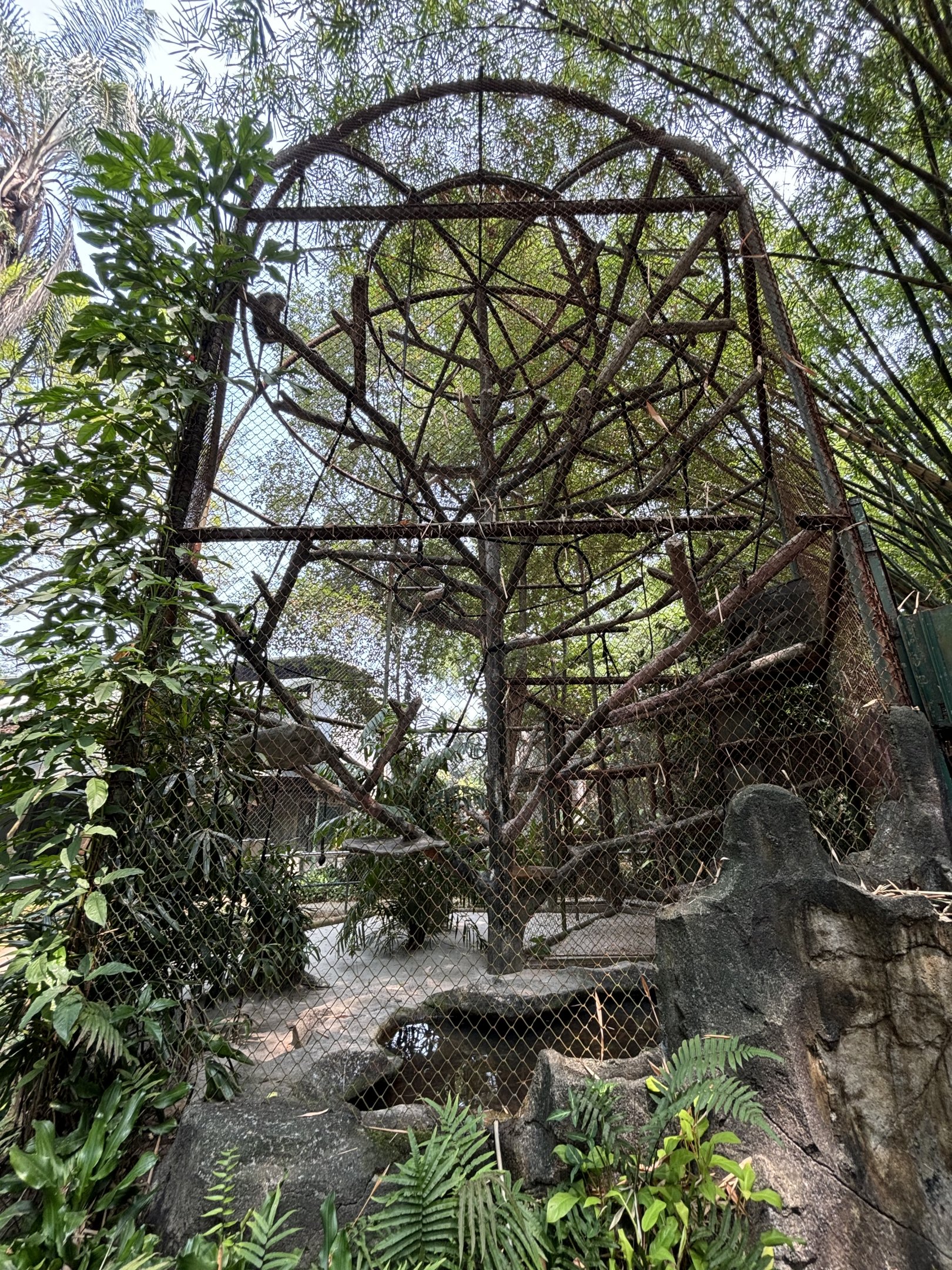 Javan Surili Exhibit #2