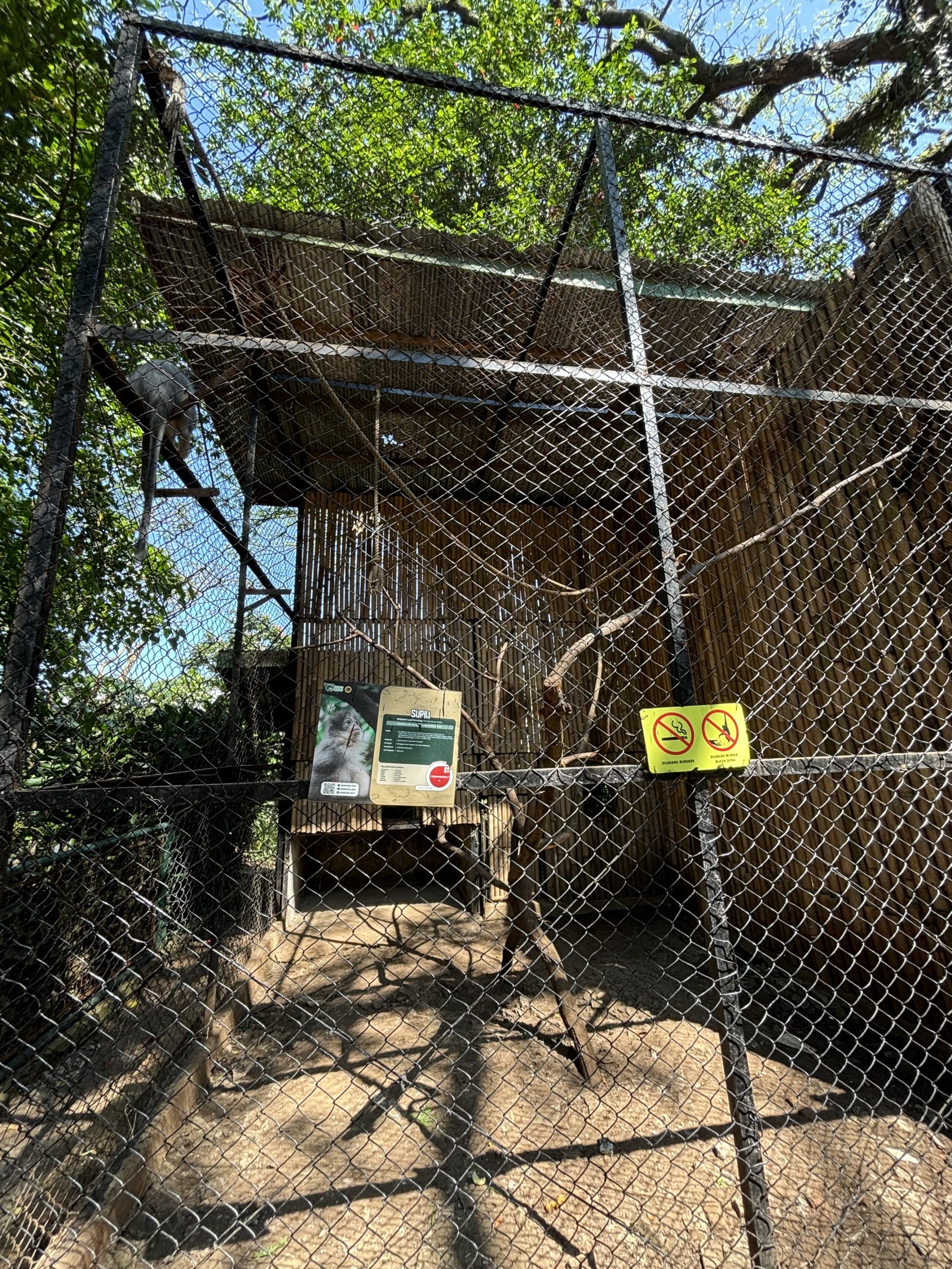 Javan Surili Exhibit