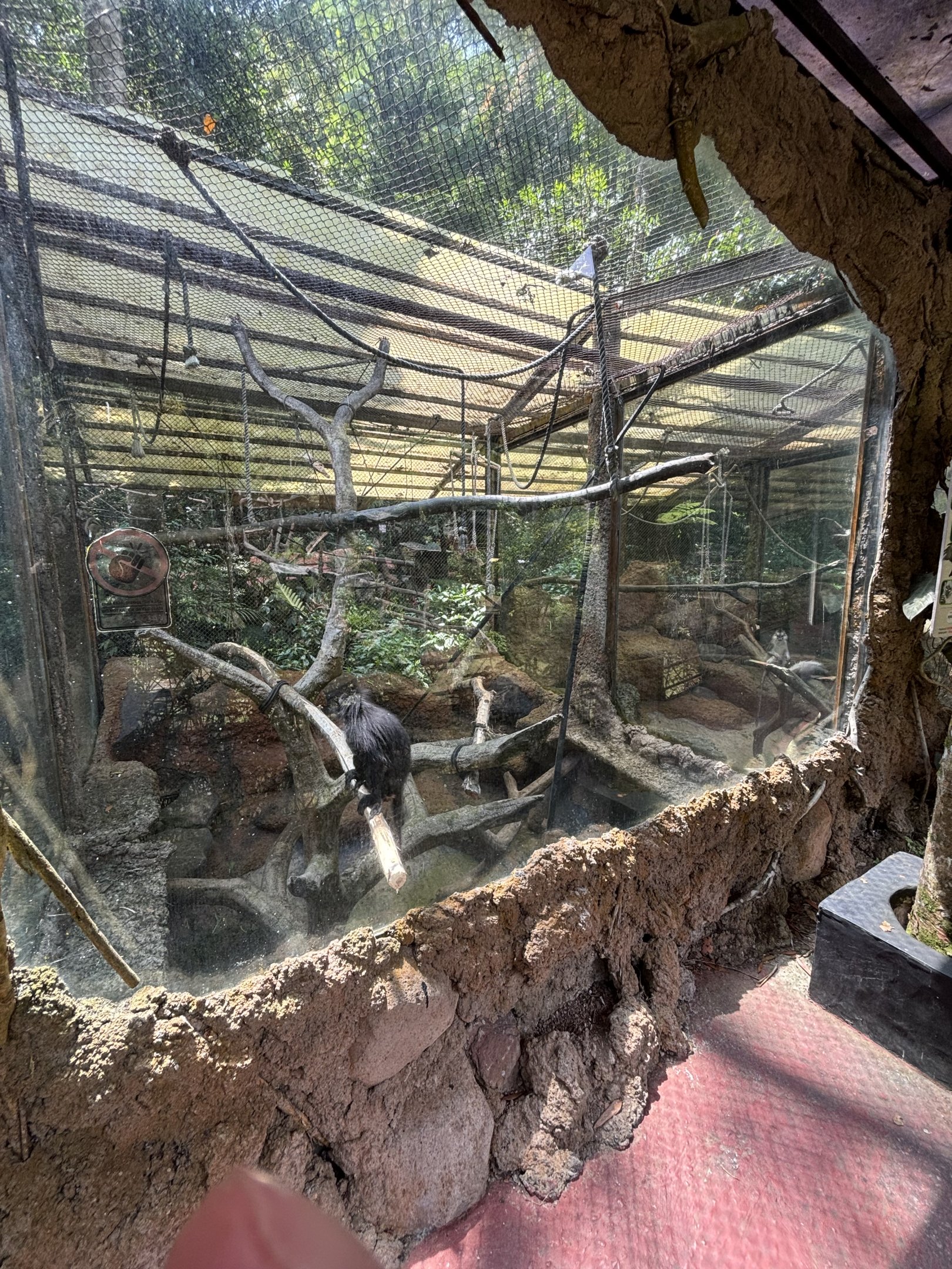 Javan Surili Exhibit