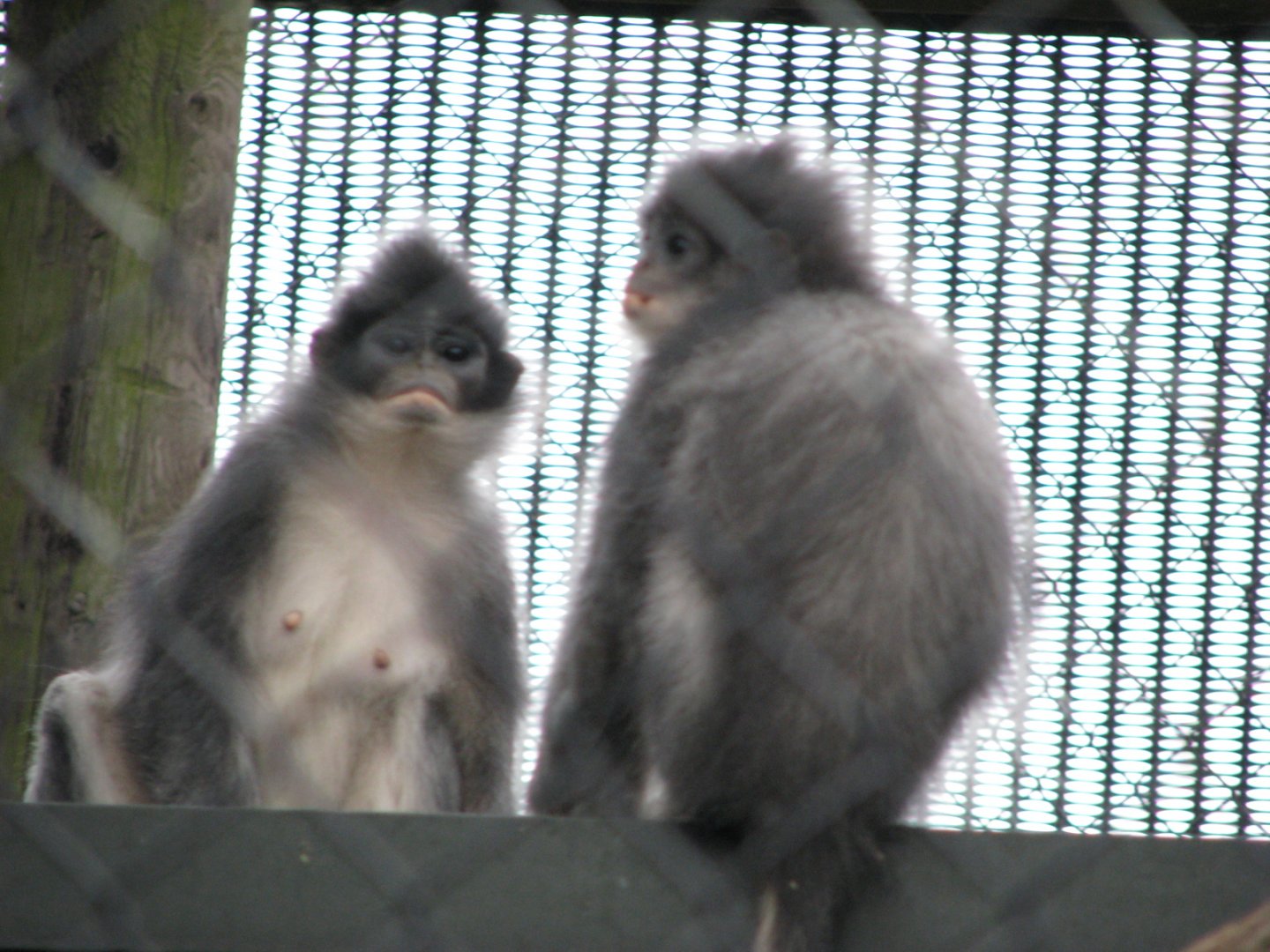 Javan surili - July 2015