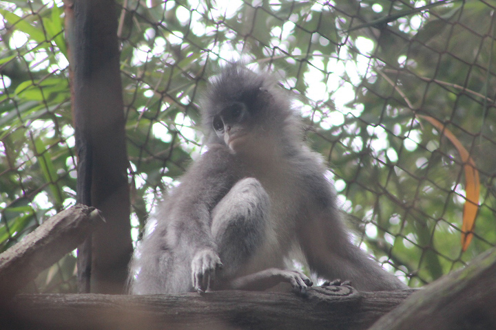 Javan surili (Presbytis comata comata) - Schmutzer Primate Centre