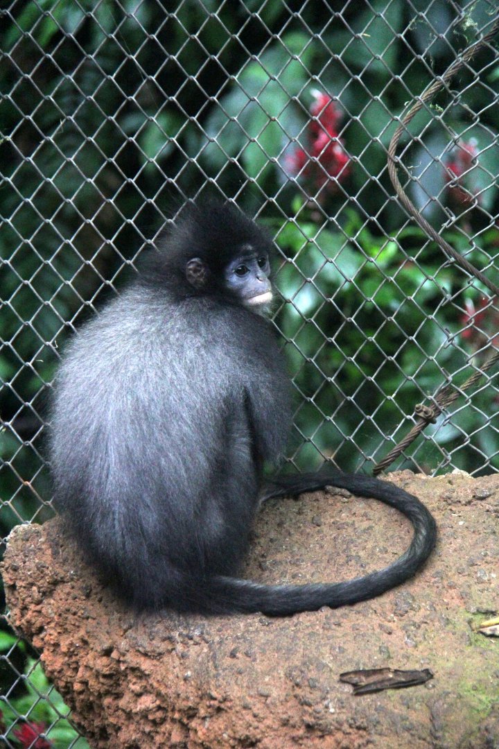 Javan surili (Presbytis comata)