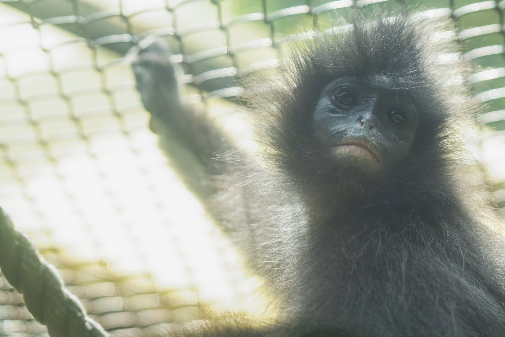 Javan Surilli - Presbytis comata - Primate Centre