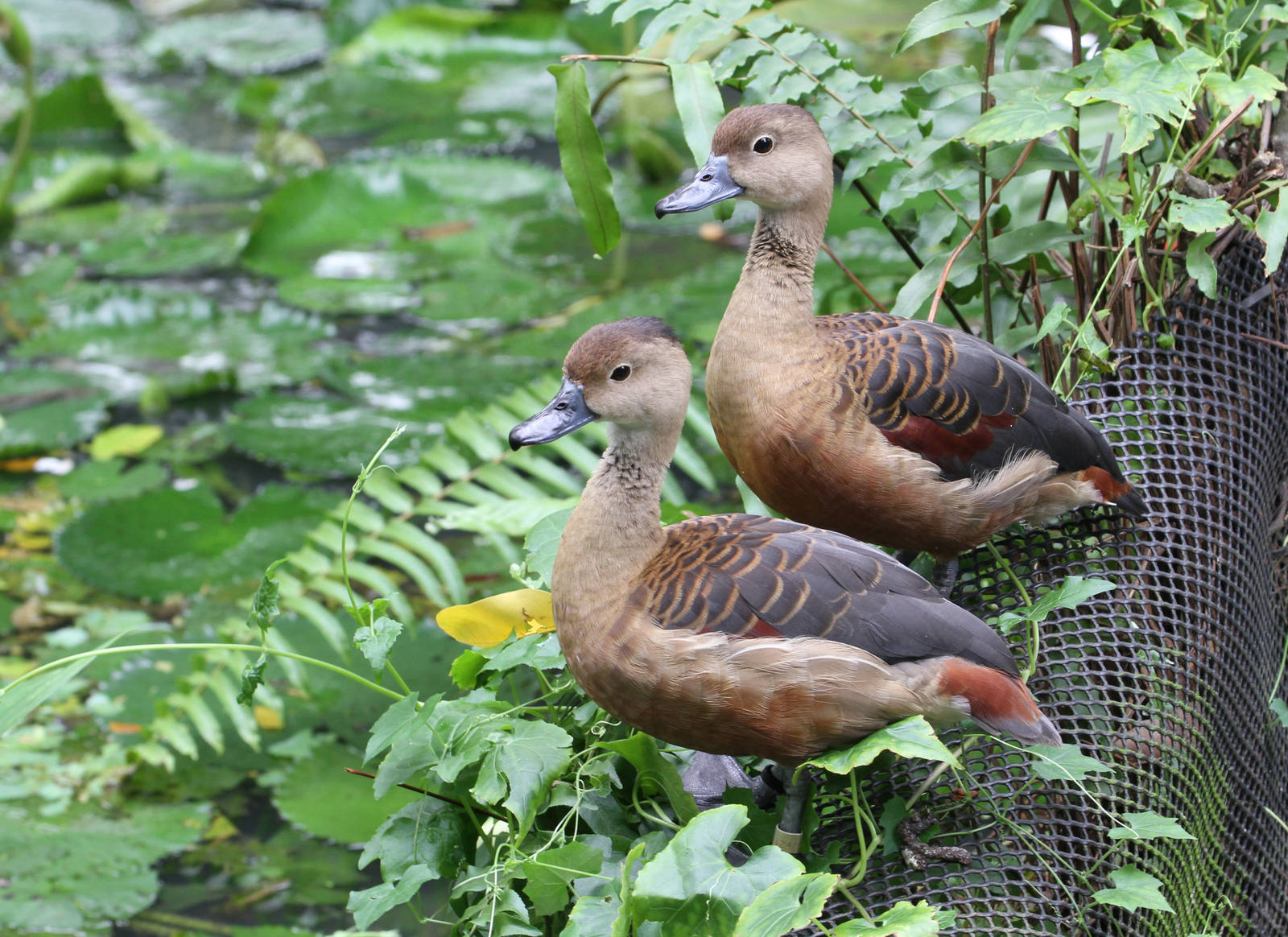 Javan Tree Ducks?