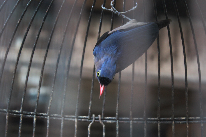 Javan velvet-fronted nuthatch (Sitta frontalis velata)