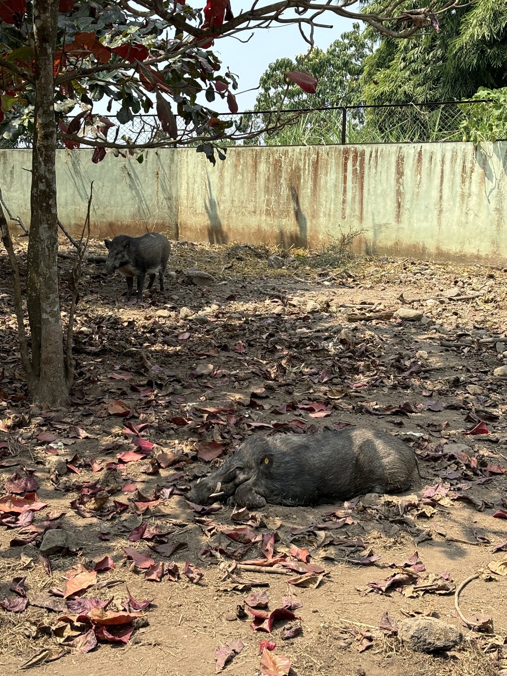 Javan Warty Pig Exhibit - Prigen Conservation Breeding Ark
