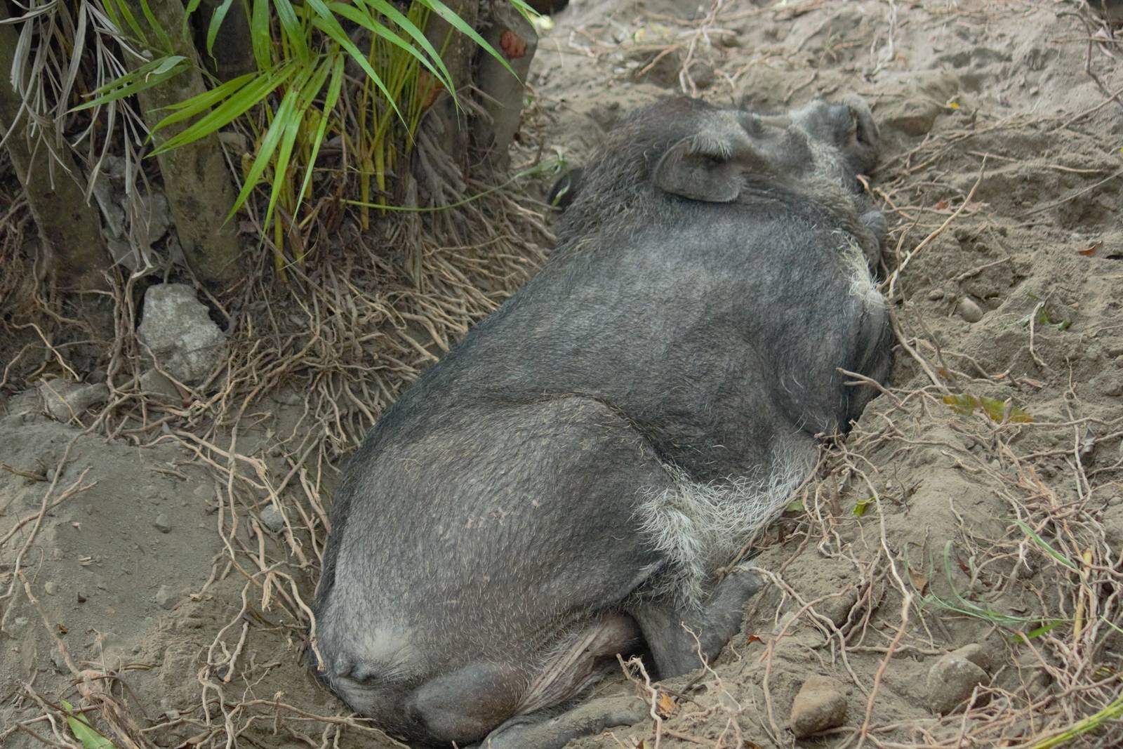 Javan warty pig - Gembira Loka Zoo