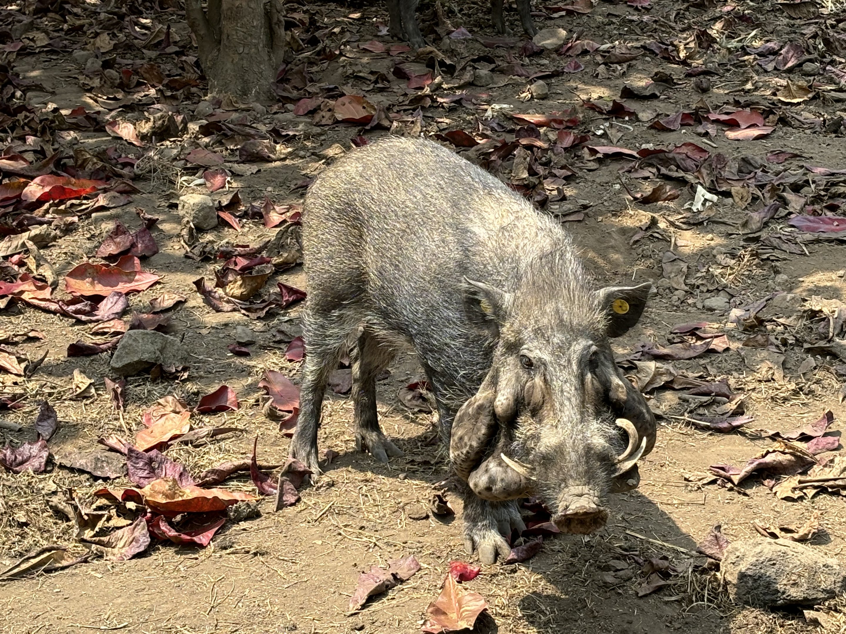 Javan Warty Pig (off-show)