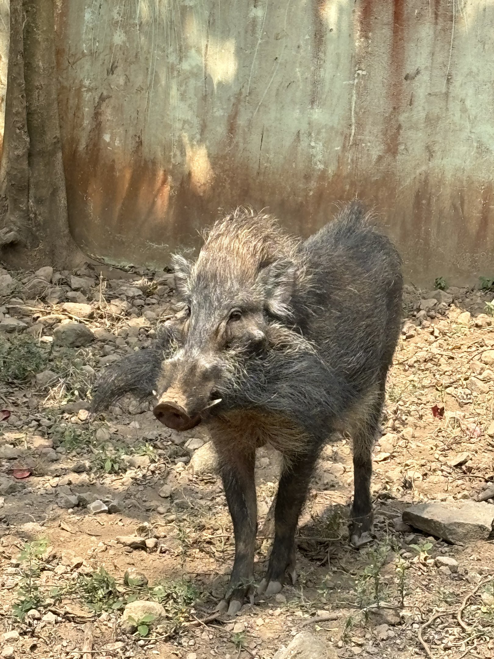 Javan Warty Pig - Prigen Conservation Breeding Ark