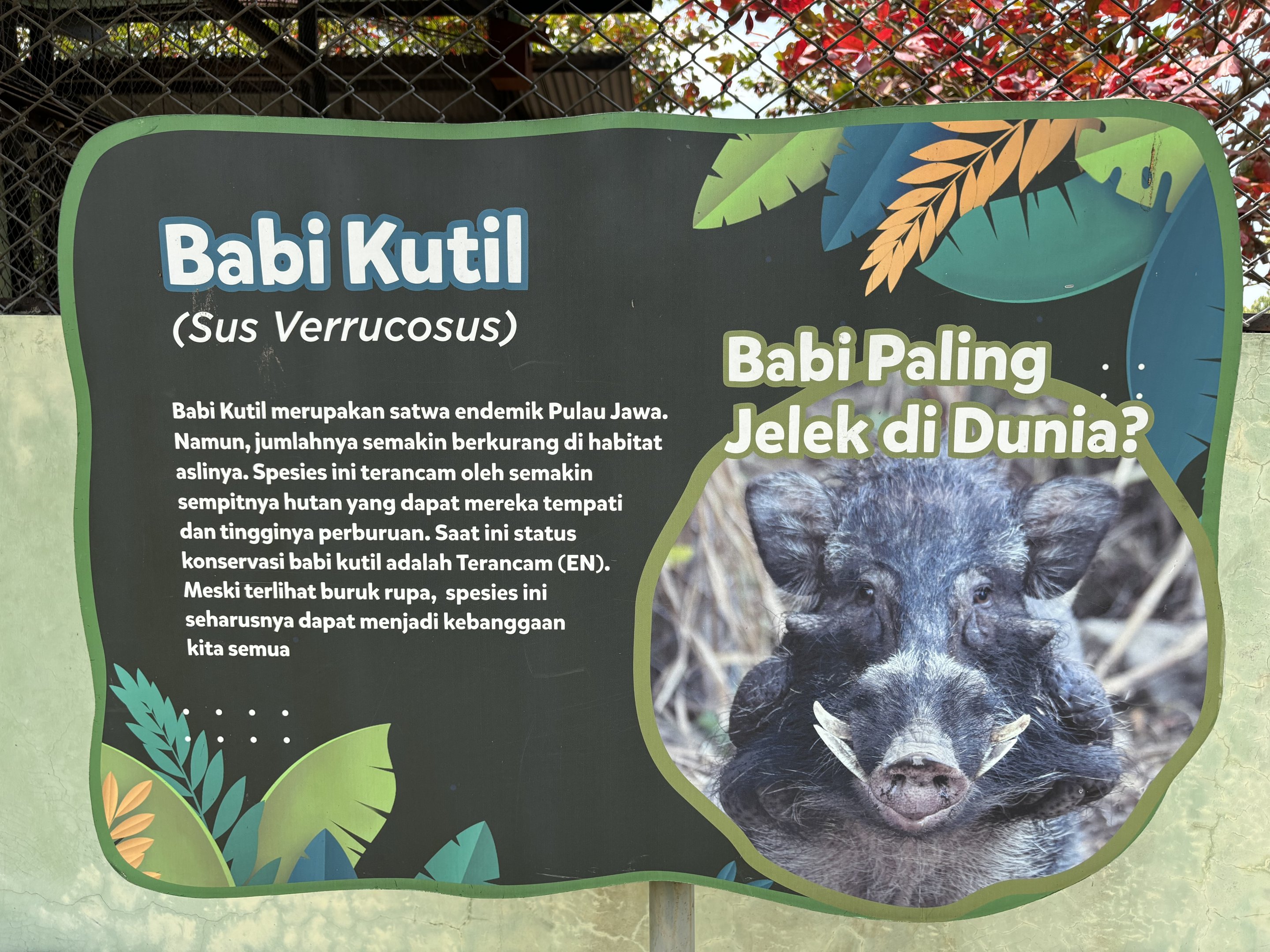 Javan Warty Pig Sign - Prigen Conservation Breeding Ark