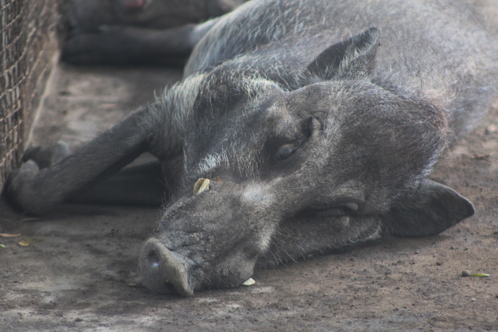 Javan warty pig (Sus verrucosus verrucosus)