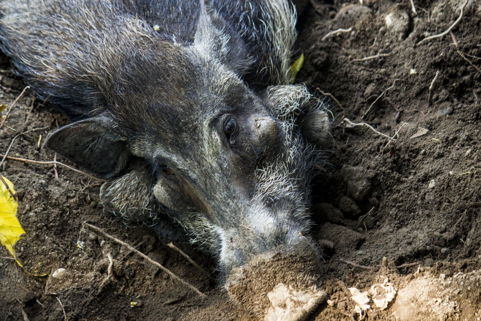 Javan warty pig, Sus verrucosus