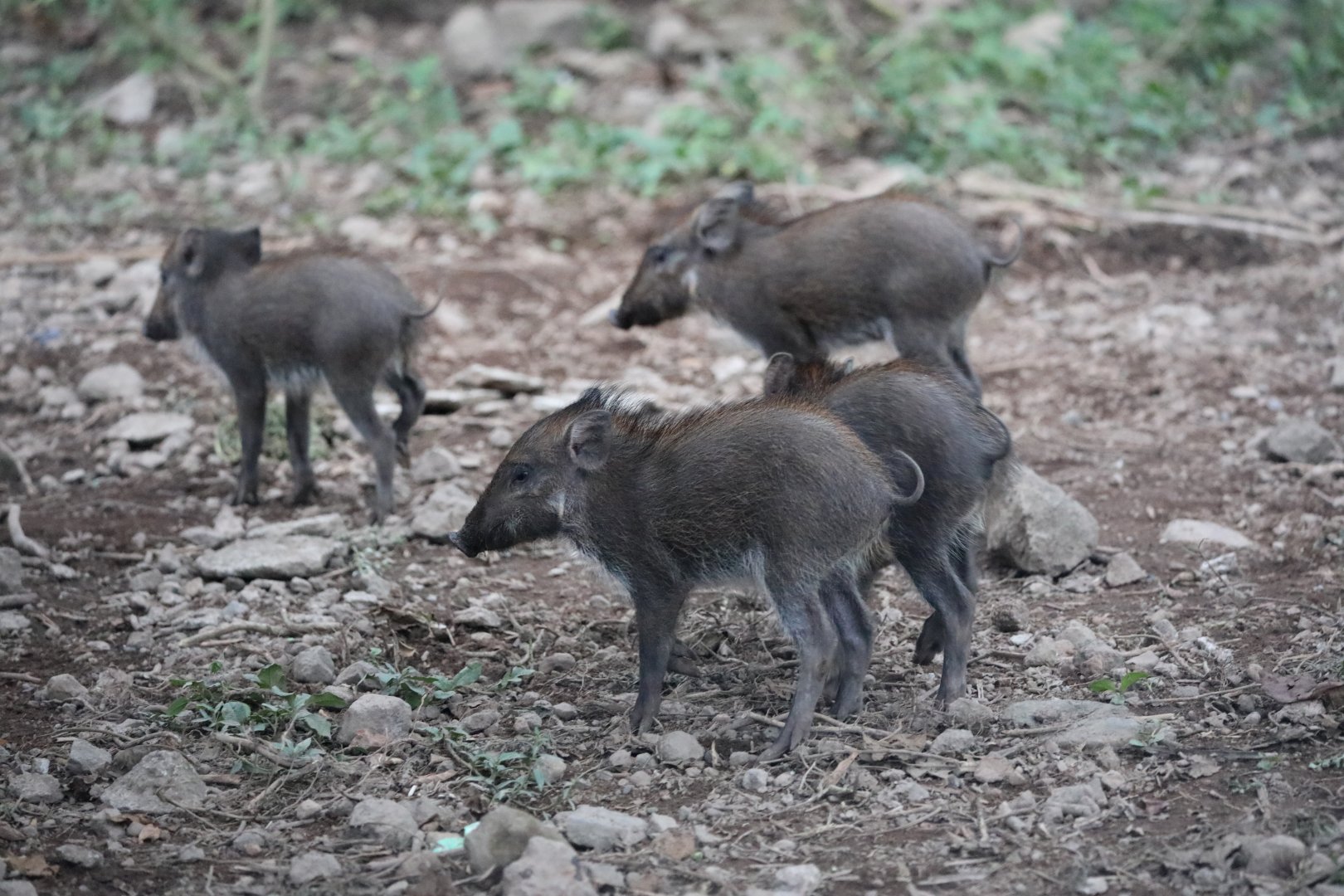 Javan Warty Pig (Sus verrucosus)