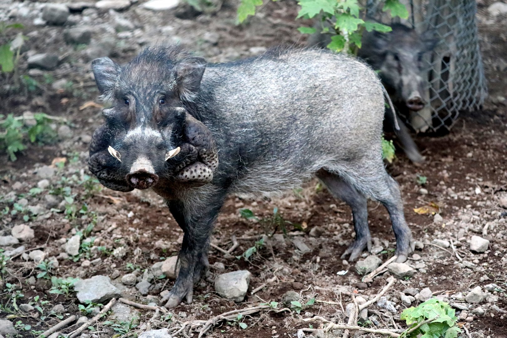 Javan Warty Pig (Sus verrucosus)