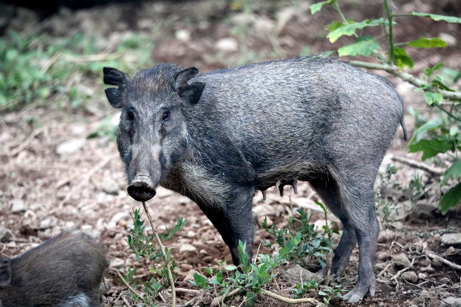 Javan Warty Pig (Sus verrucosus)