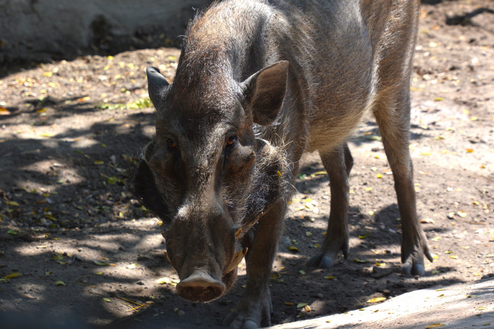 Javan warty pig (Sus verrucosus)