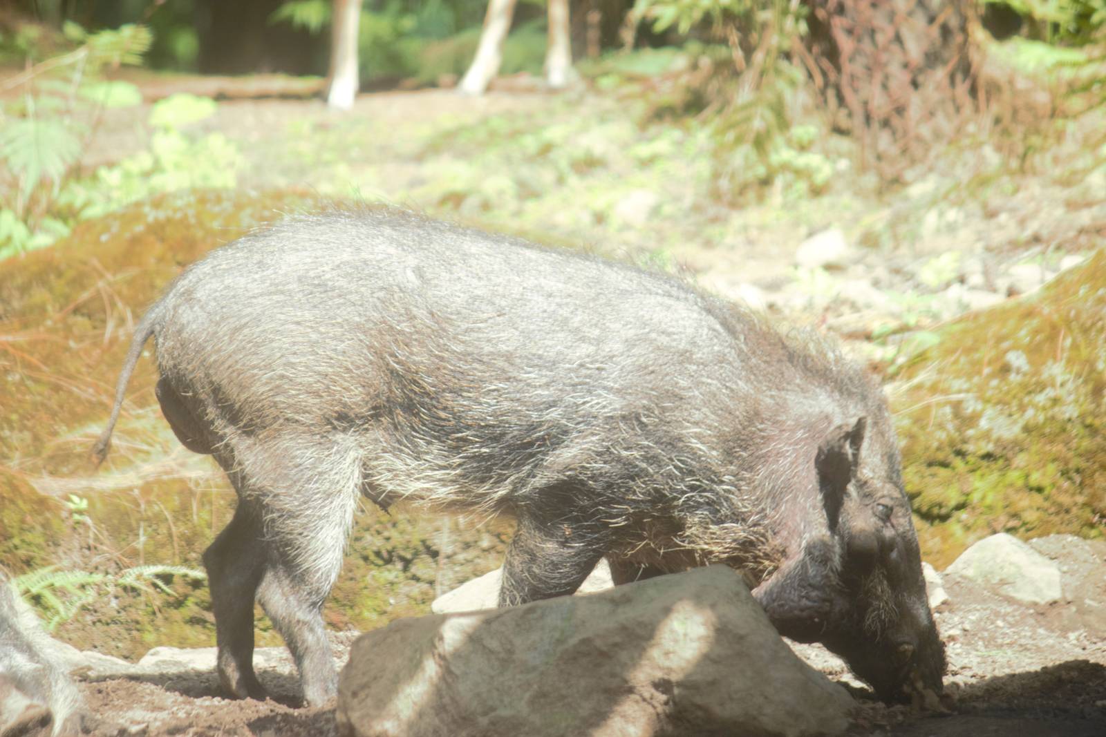 Javan warty pig - Taman Safari II