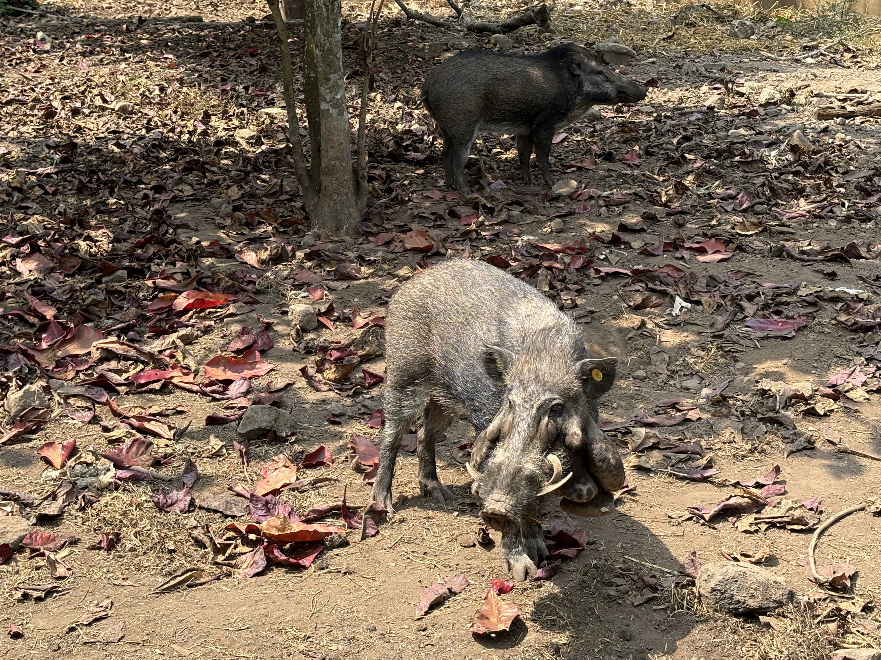 Javan Warty Pigs - Prigen Conservation Breeding Ark