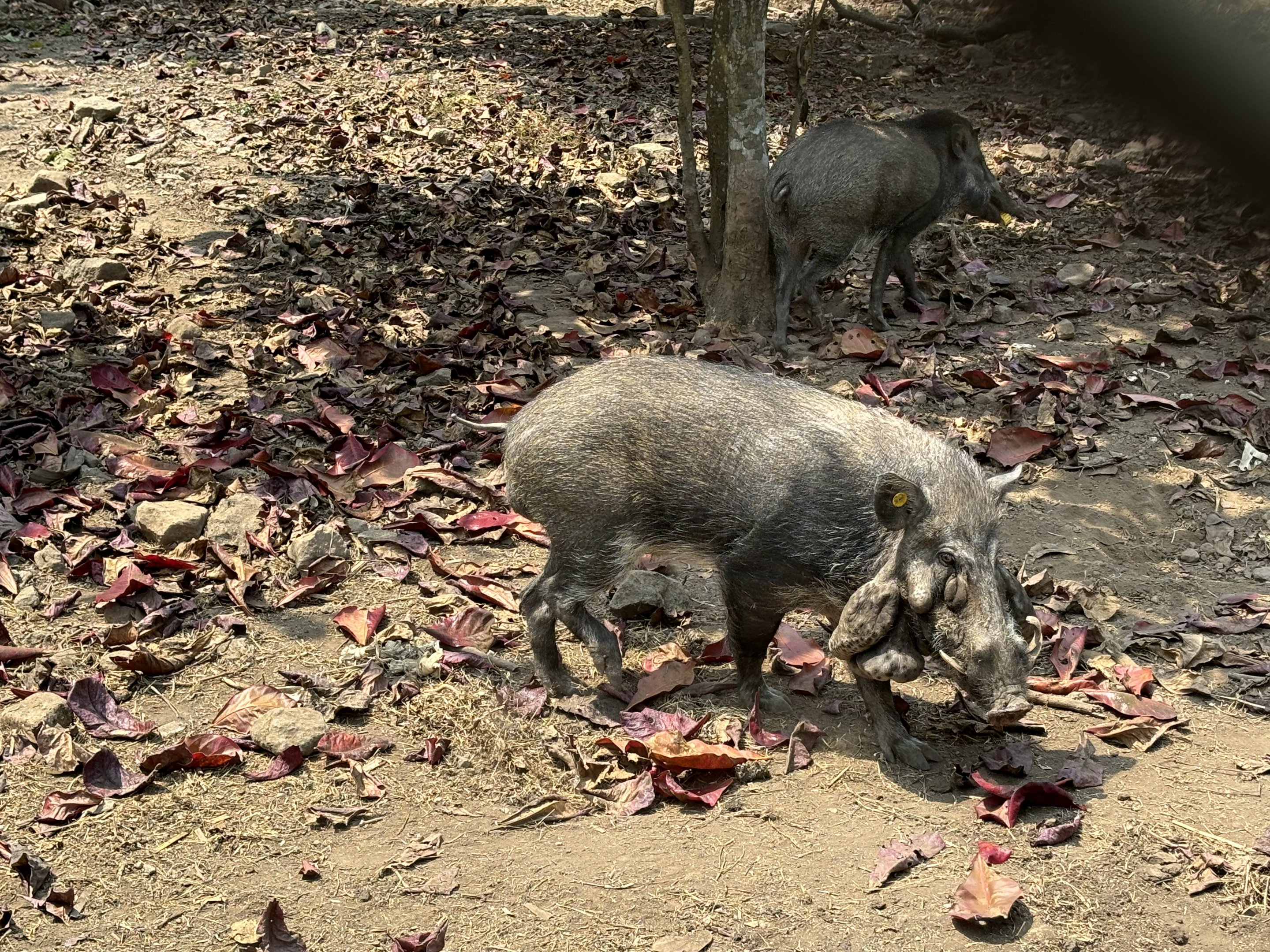 Javan Warty Pigs - Prigen Conservation Breeding Ark