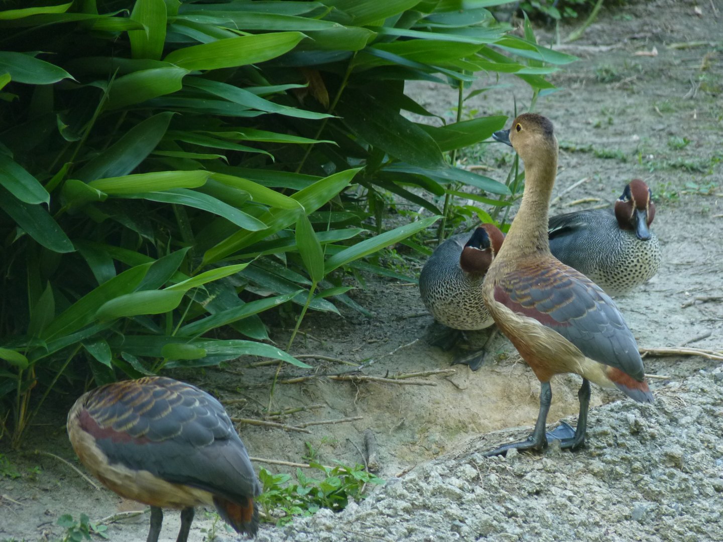 Javan whistling duck and Eurasian Green wing Teal
