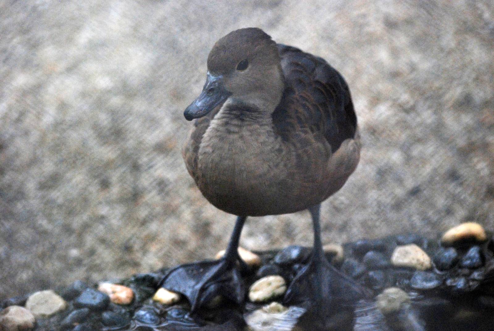 Javan Whistling Duck at Hanoi Zoo, 15/03/12