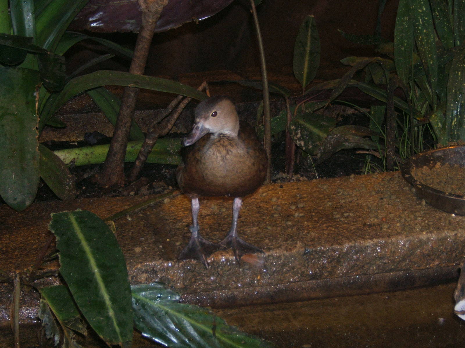 Javan Whistling Duck