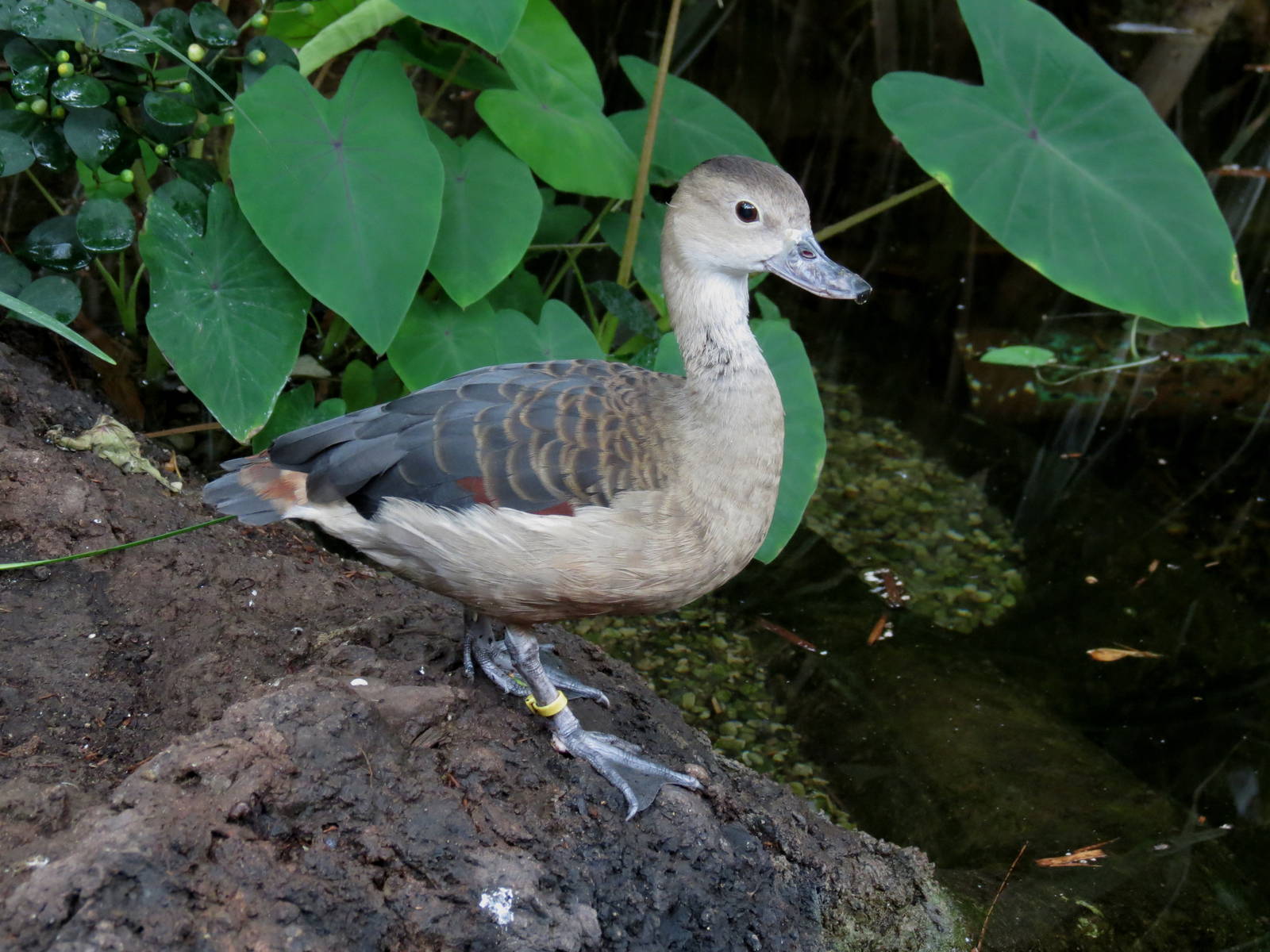 Javan Whistling Duck
