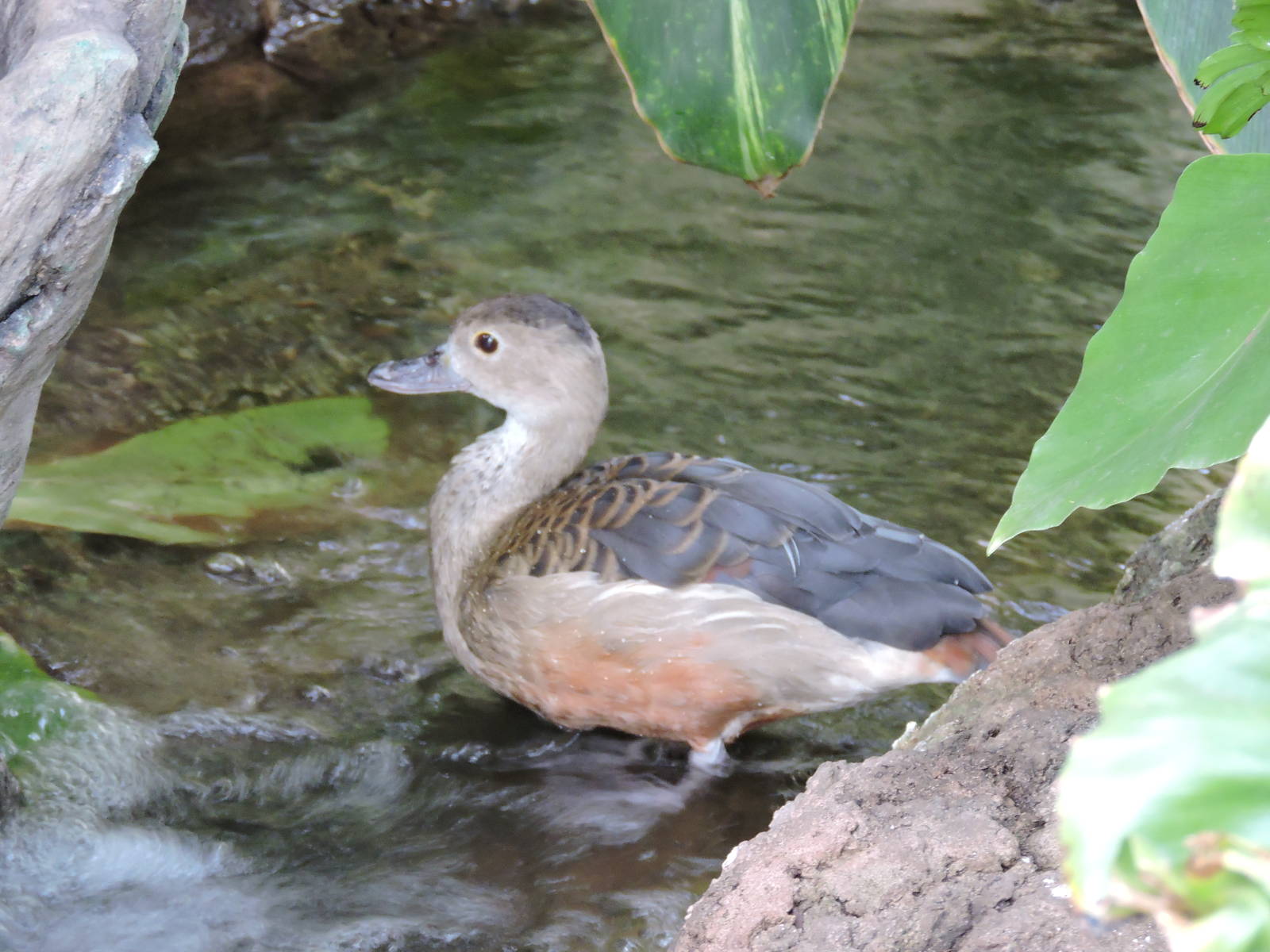 Javan Whistling Duck