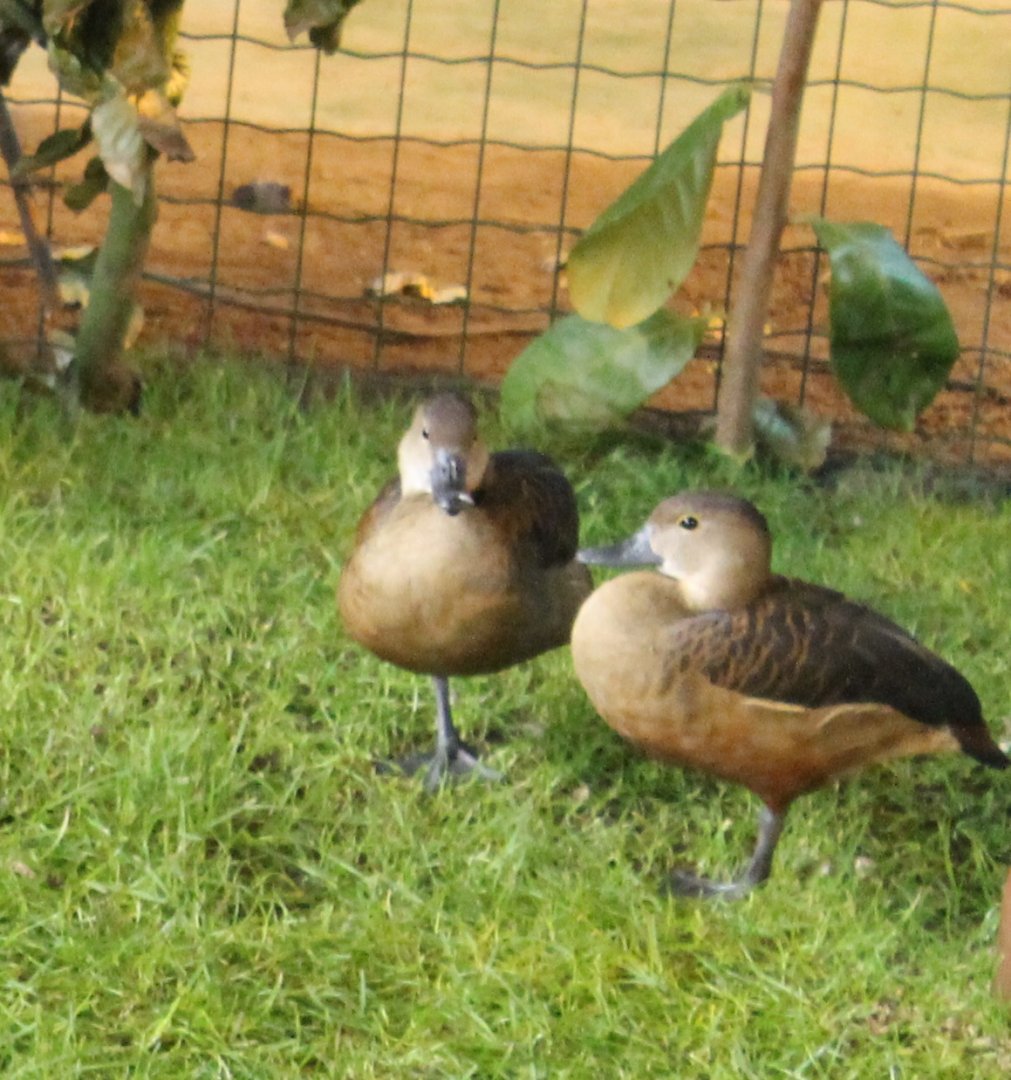 Javan whistling ducks