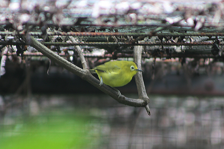 Javan white-eye (Zosterops flavus) - PCBA